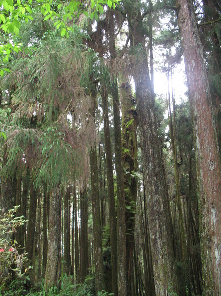 阿里山森林风景区 大树