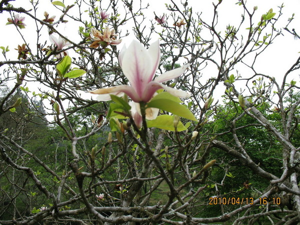 阿里山森林风景区 桃花