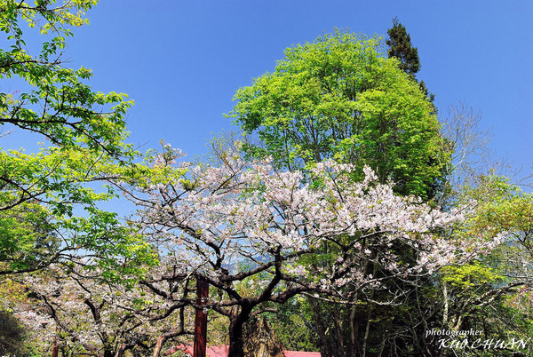 阿里山 花季