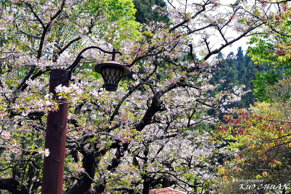 阿里山 樱花