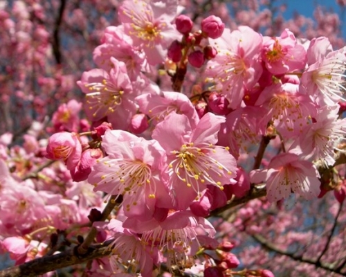 武陵农场樱花