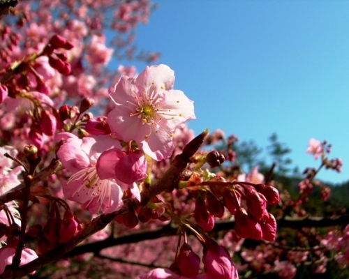 武陵农场樱花