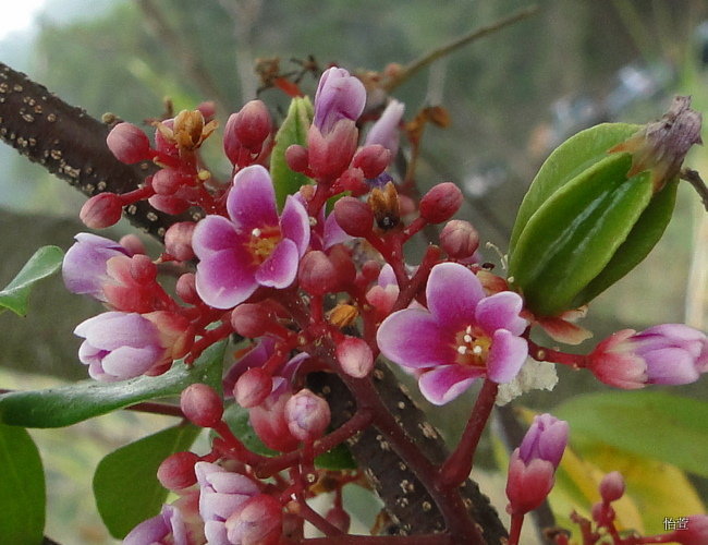 三地门梧桐花