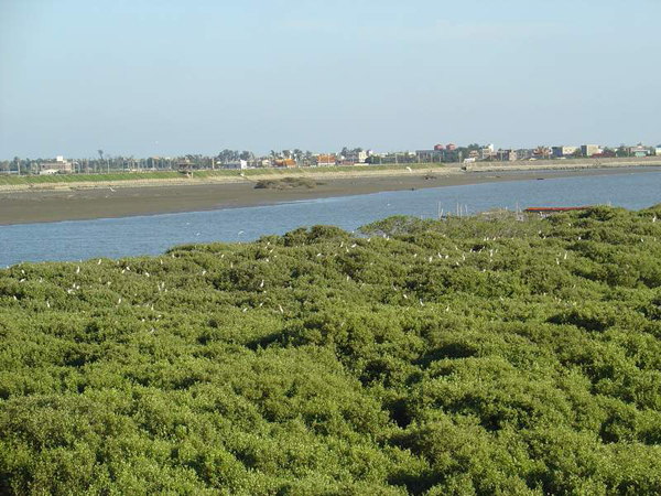 朴子溪口湿地