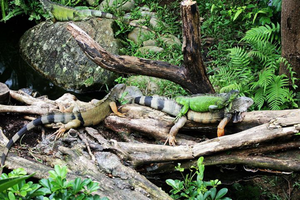 蜥蜴，台北市立动物园