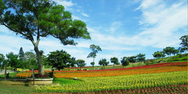 大溪花海农场