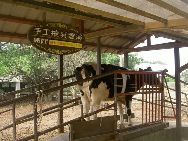 台湾桃园味全埔心牧场