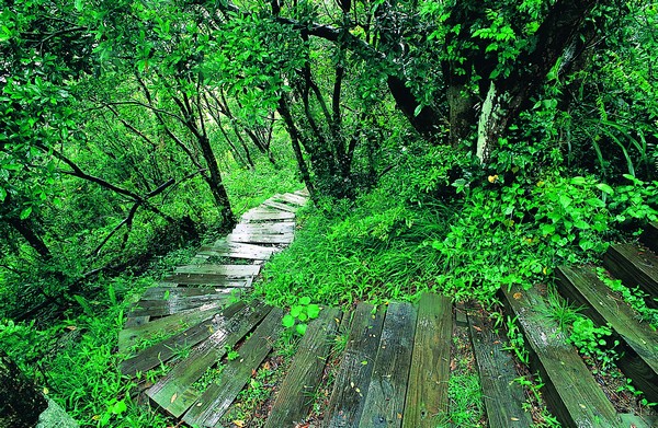 美丽步道，双流森林
