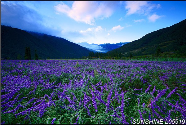 鼠尾草，武陵森林风景区