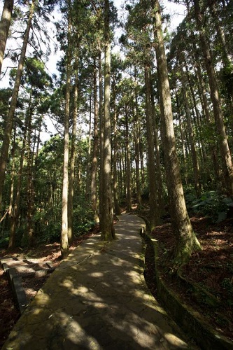 东眼山森林