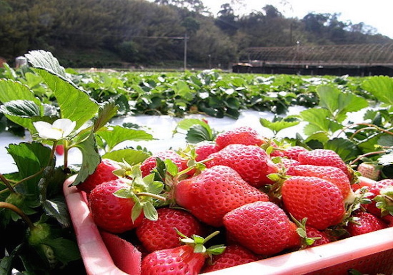 宜兰大湖草莓