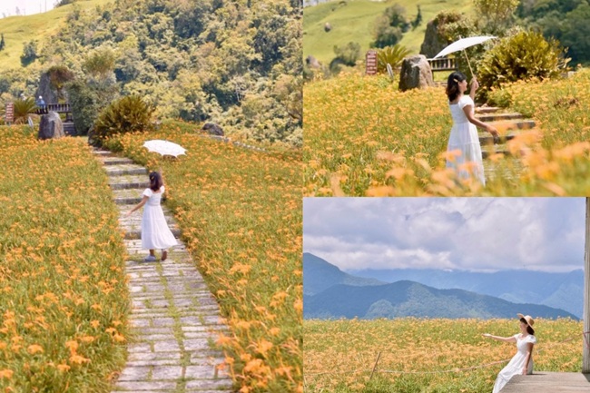 花莲富里六十石山金针花