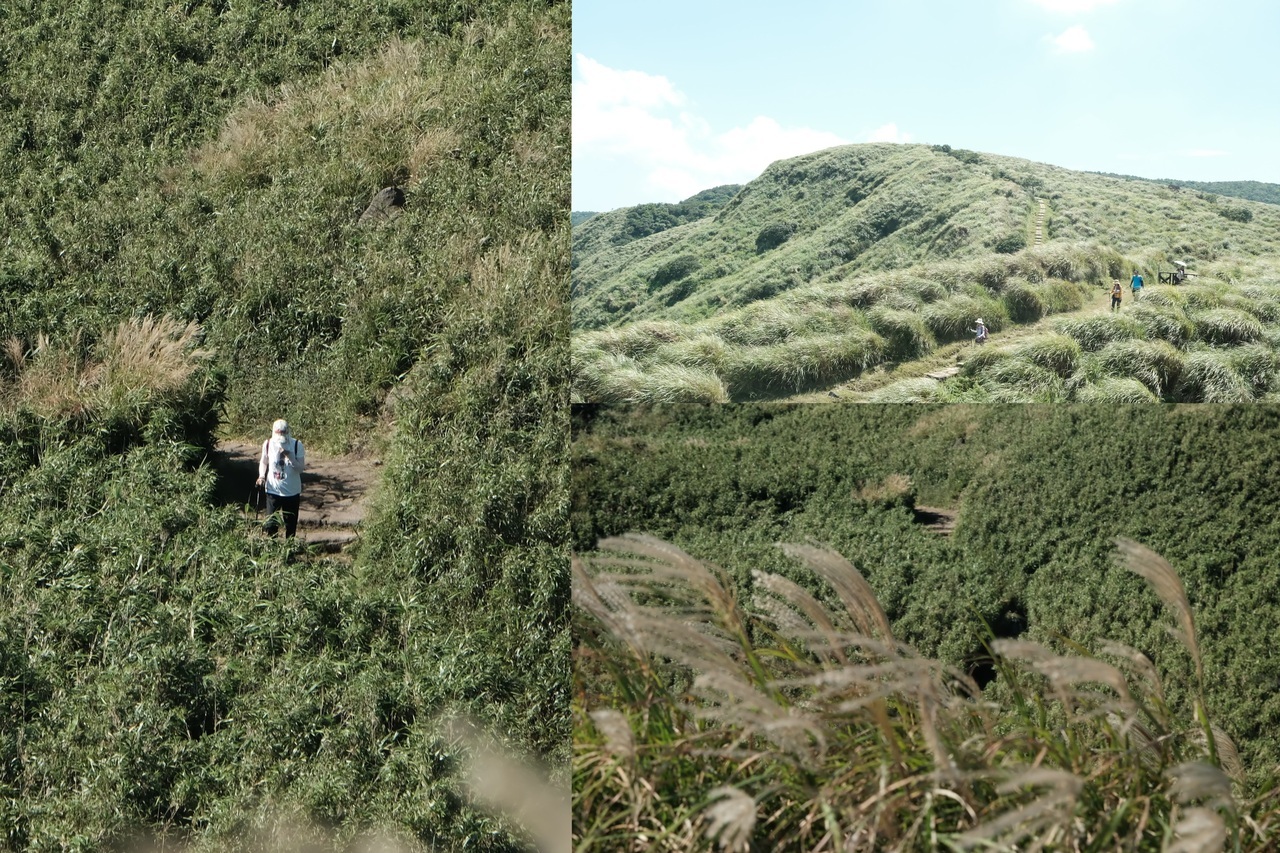 秋日<a href='http://www.qutaiwan.cn/lvyou/view/170' title='阳明山' style='color:blue;font-size:14px;'>阳明山</a>芒花漫舞